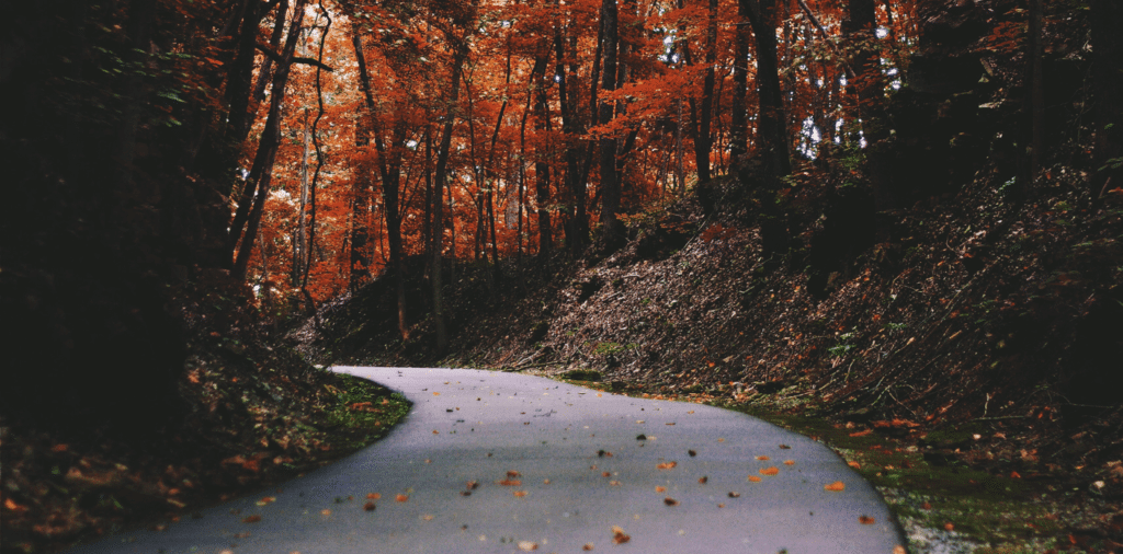 Road through the woods, showing fall foliage.